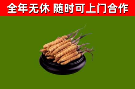 兴安盟烟酒回收冬虫夏草.jpg